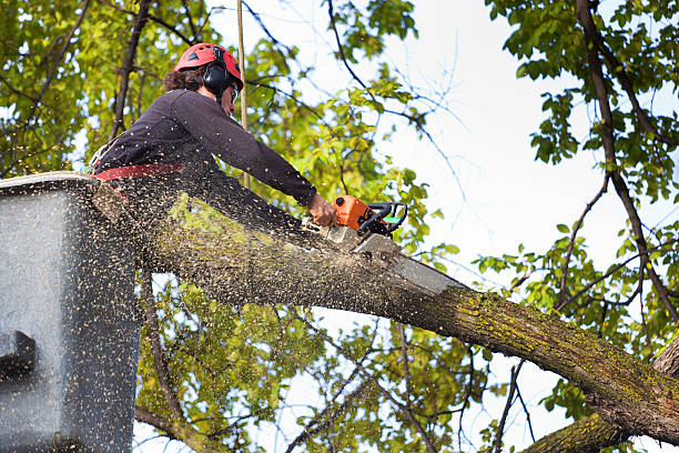 Best Seasonal Cleanup (Spring/Fall)  in Troy, MO